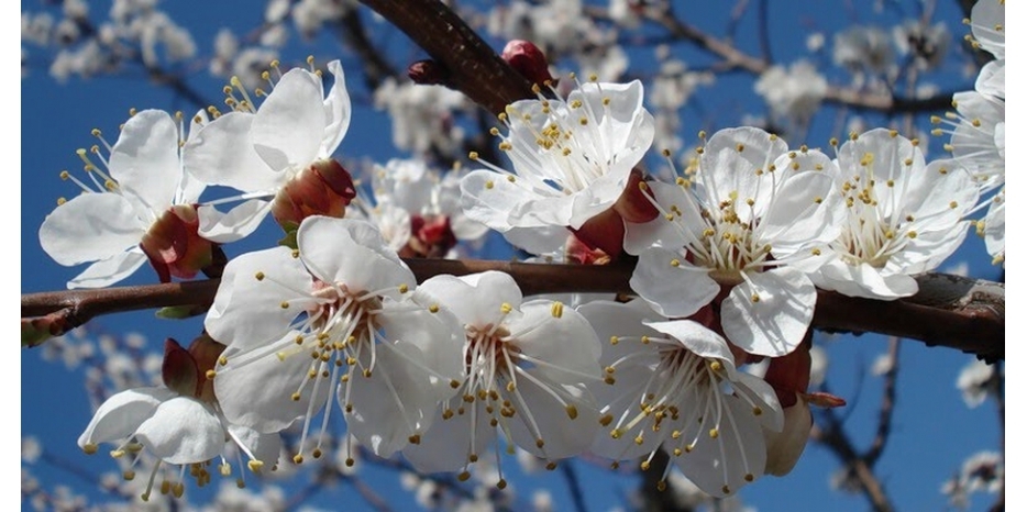 В Днепре зацвели абрикосы! Напоминаем о важности благословить цветущие деревья