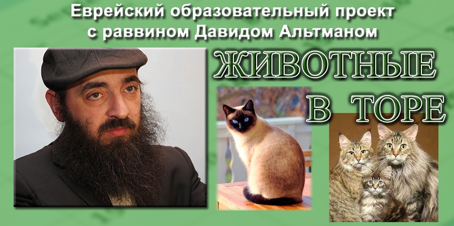 Животные в иудаизме – продолжение серии лекций раввина Альтмана