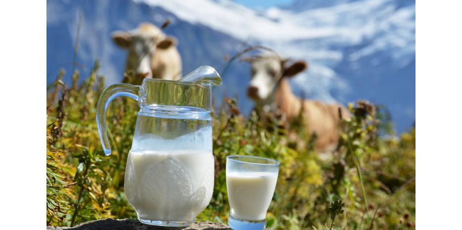 Почему в Шавуот принято есть молочную пищу?