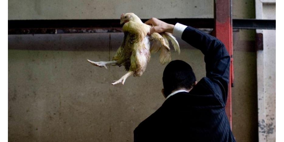 Готовимся к Йом Кипуру! Капарот – правила