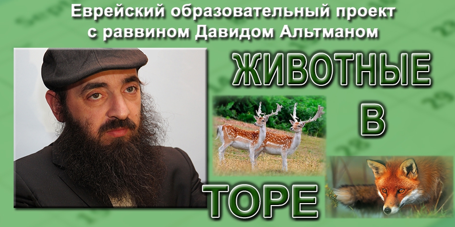 Животные в иудаизме – продолжение серии лекций раввина Альтмана