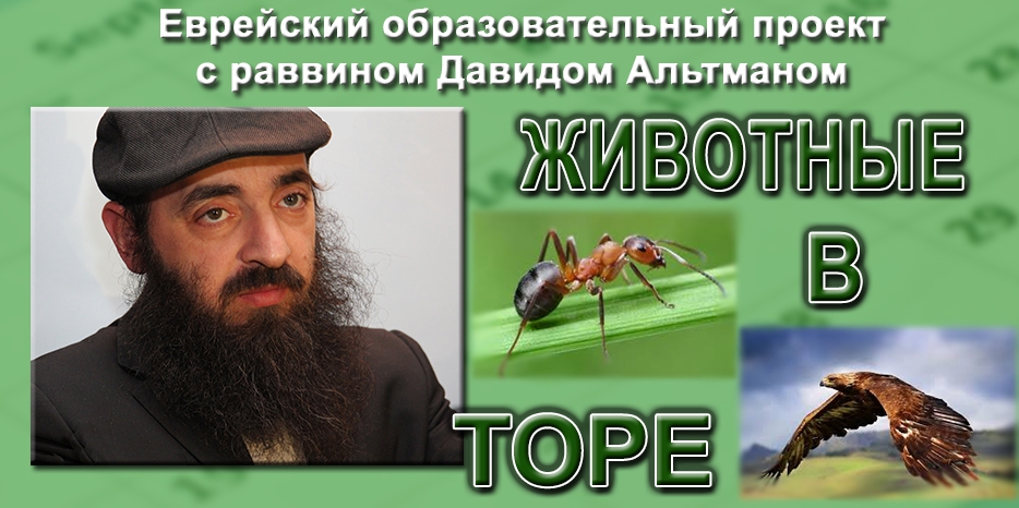 Животные в иудаизме – продолжение серии лекций раввина Альтмана
