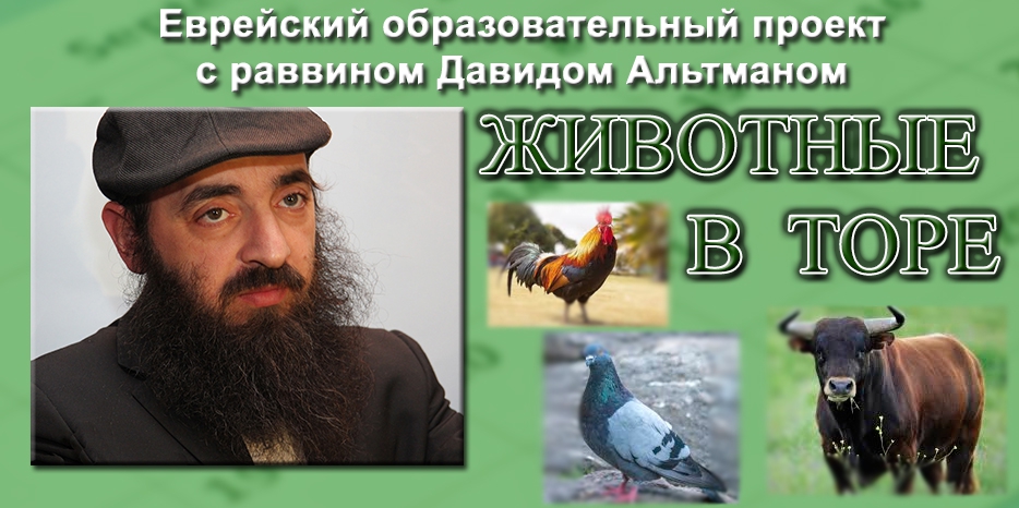 Животные в иудаизме – продолжение серии лекций раввина Альтмана