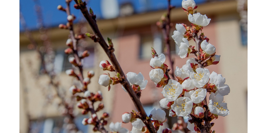 В Днепре зацвели деревья! Сегодня еще можно успеть благословить деревья!