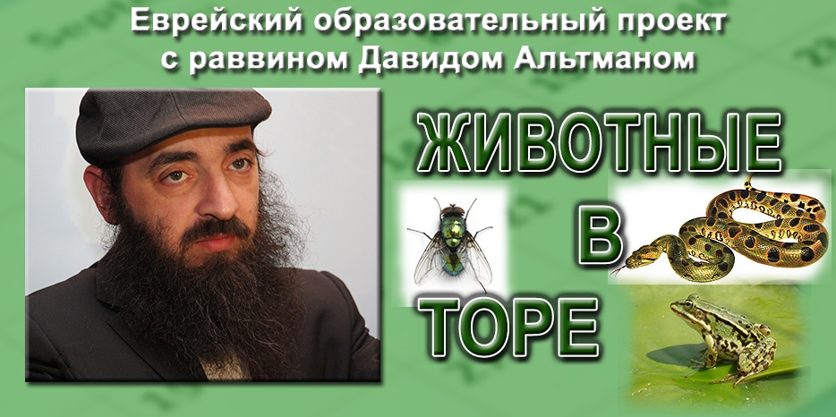 Животные в иудаизме –  продолжение серии лекций раввина Альтмана