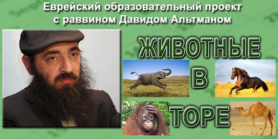 Животные в иудаизме – продолжение серии лекций раввина Альтмана