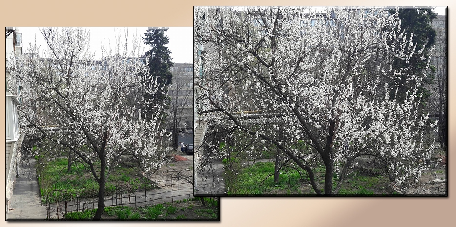 В Днепре зацвели деревья! Напоминаем о важности благословить цветущие деревья