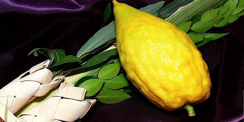 Готовимся к празднику Суккот. Как выбрать «четыре вида растений» и правильно исполнить заповедь «нетилат лулав»