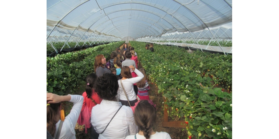 В Суккот лагерь махона посетил фруктово-ягодные плантации под Днепропетровском