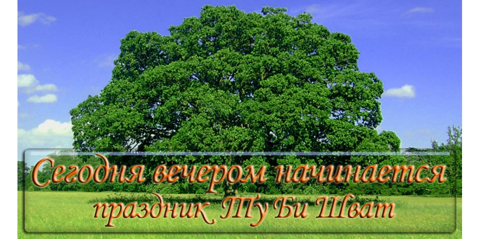 Сегодня наступает Новый год деревьев!
