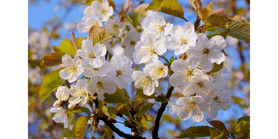 Напоминаем о важности благословить цветущие деревья