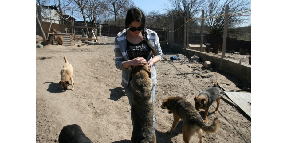 Friends Will Be Friends – «Добрые дела» в приюте для «собаков и кошков»