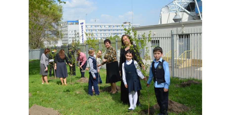 Во дворе еврейской школы высадили березовую рощу