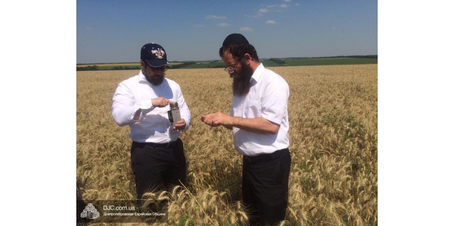 Сбор пшеницы для мацы-шмуры проконтролировал раввин Меир Ашкенази