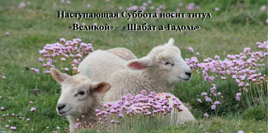 шаббат а гадоль